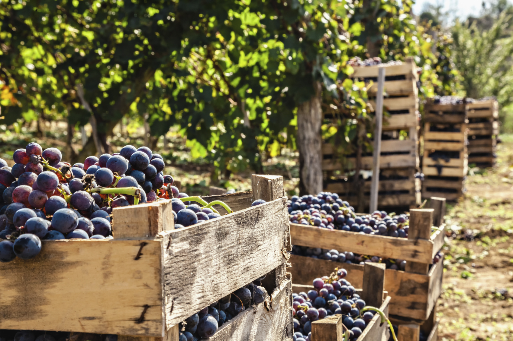 Grape Harvest