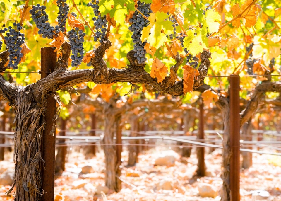 vineyard